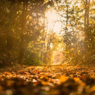 乐鱼官网手机版手机app下载